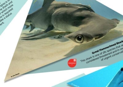 Shark Trust exhibition graphics