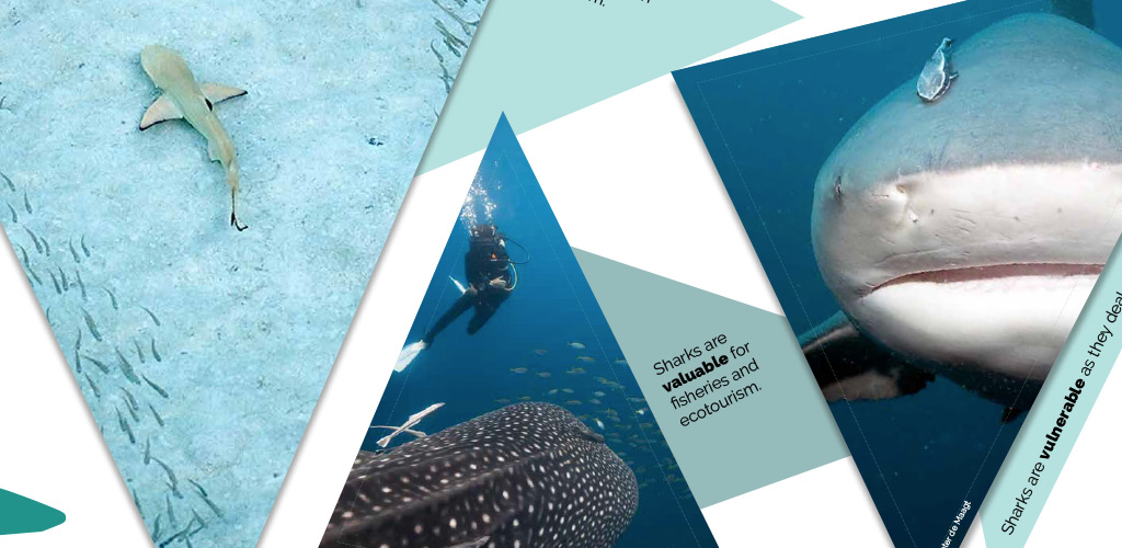 ST-1024x500-4 Shark Trust exhibition display graphics image