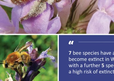 Graphic design projects for Buglife