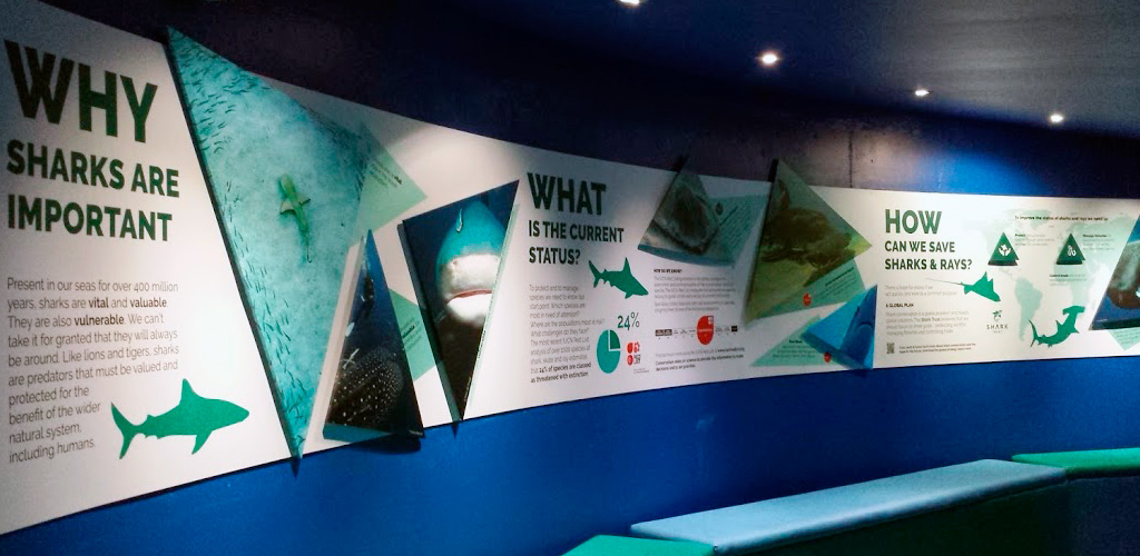 shark-trust-feataured-1024x500-1px Shark Trust exhibition display graphics at National Marine Aquarium in Plymouth
