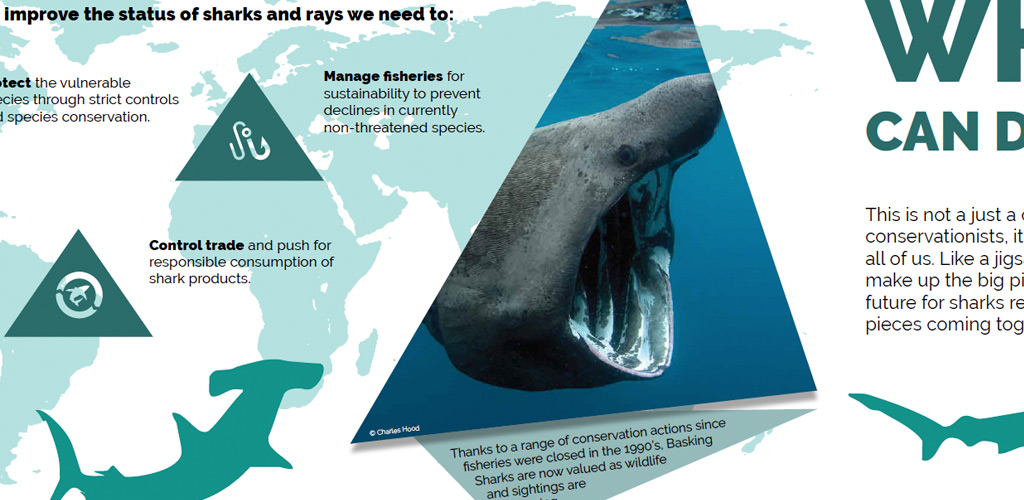 shark-trust-featured-1024x500px-3 Shark Trust display graphic at the National Marine Aquarium in Plymouth