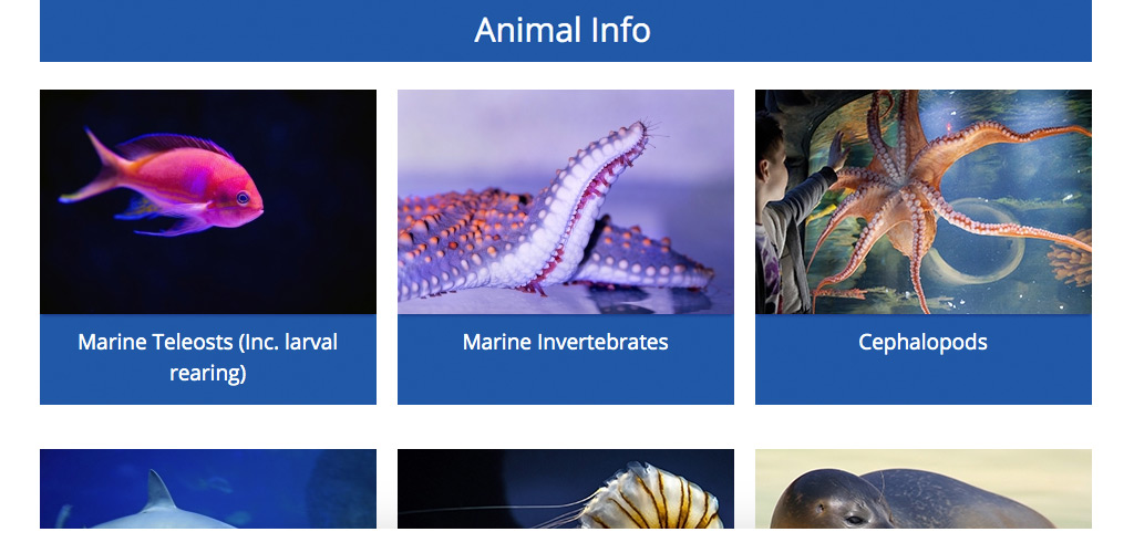 HYDRA animal information section HYDRA animal information section