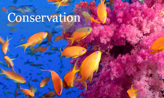 hydra-550x330px Sea Life Hydra system